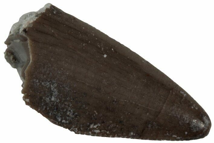 Serrated, Triassic Reptile (Postosuchus?) Tooth - Arizona #231208